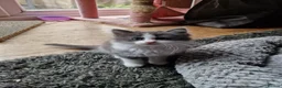 Mixed Breed cats for sale: 3 kitten for sale  - Advert 2