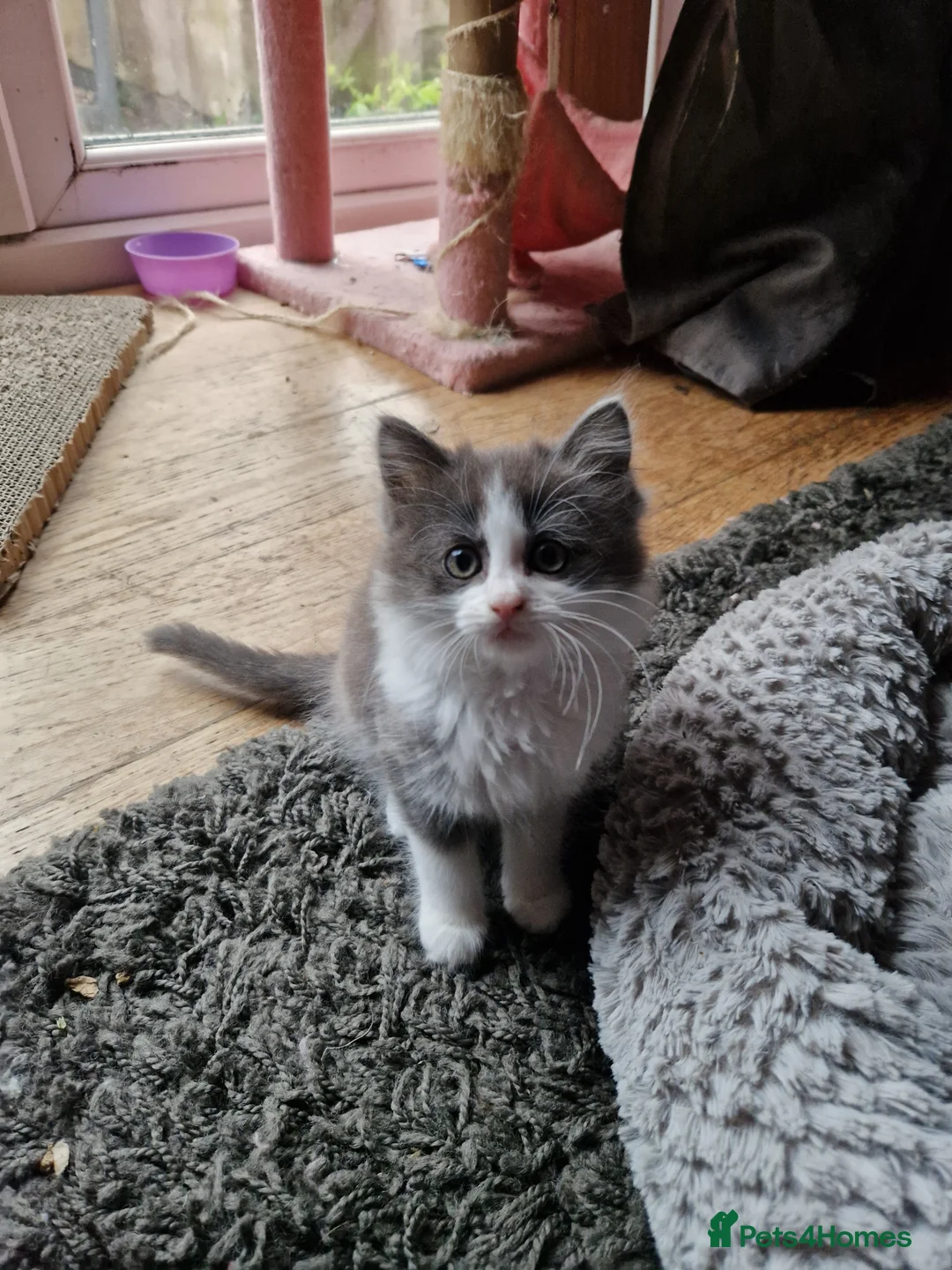 Mixed Breed cats for sale: 3 kitten for sale  - Advert 2
