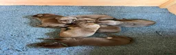 Labrador Retriever dogs for sale: Beautiful KC Choc Labrador Pups - 4 left! - Advert 6