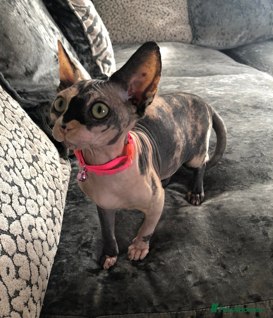 Sphynx cats for sale: ** Glittery Blue/Cream Torti Sphynx Girl ** - Image 5