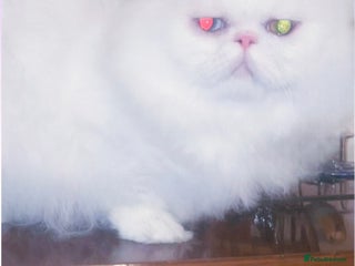 Munchkin cats White Persian + Minuet Munchkin w Breeding Rights - Advert 2