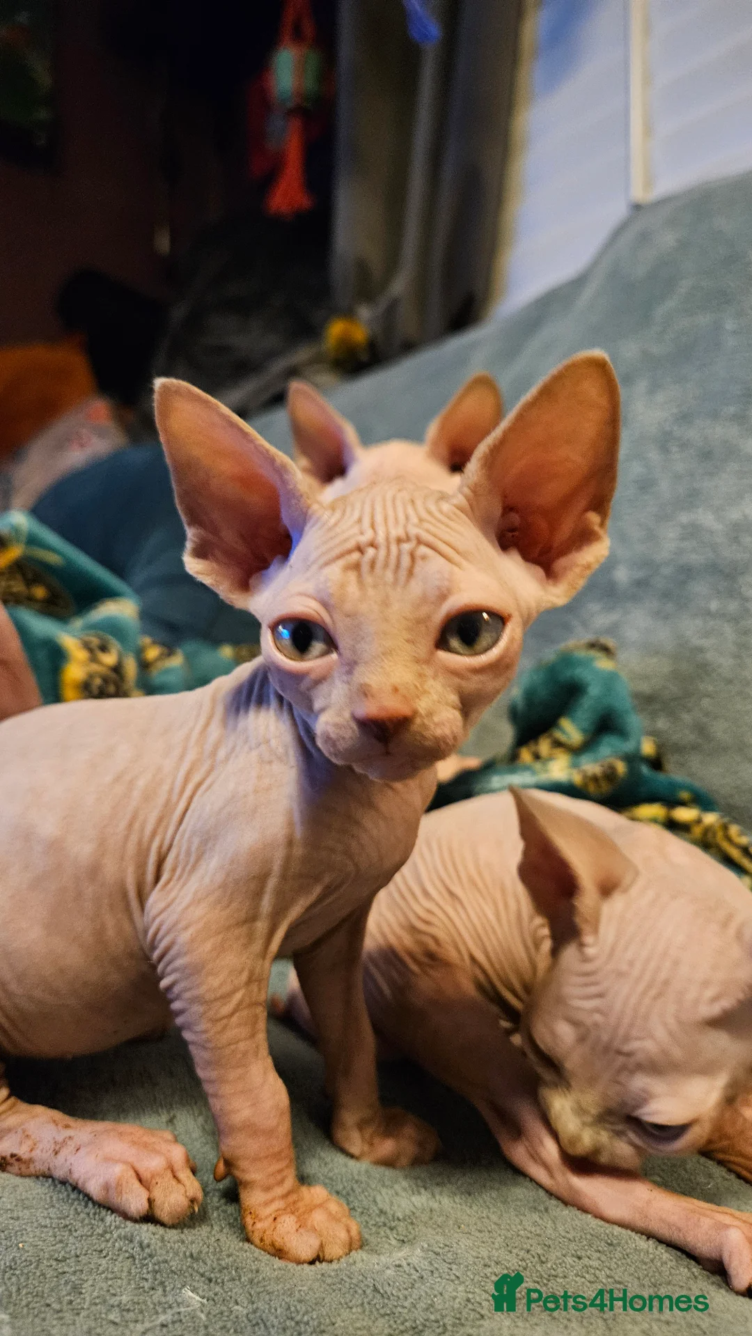 Sphynx cats for sale: Sphynx kittens for sale - Advert 14