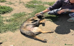 Mixed Breed dogs for adoption: LOTTIE - a Lovely girl for a Loving Home - Image 21