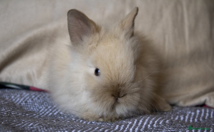 Lionhead rabbits - Advert 5