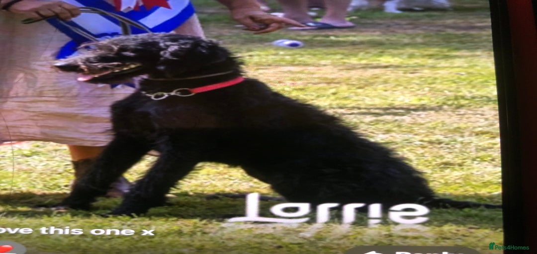 Gallery Image {{count}}