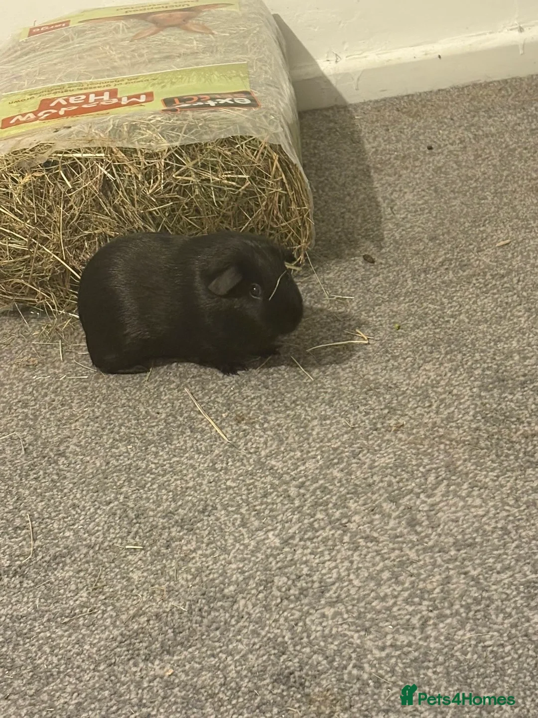 Guinea Pig rodents for sale: Two brother guinea pigs  - Advert 2