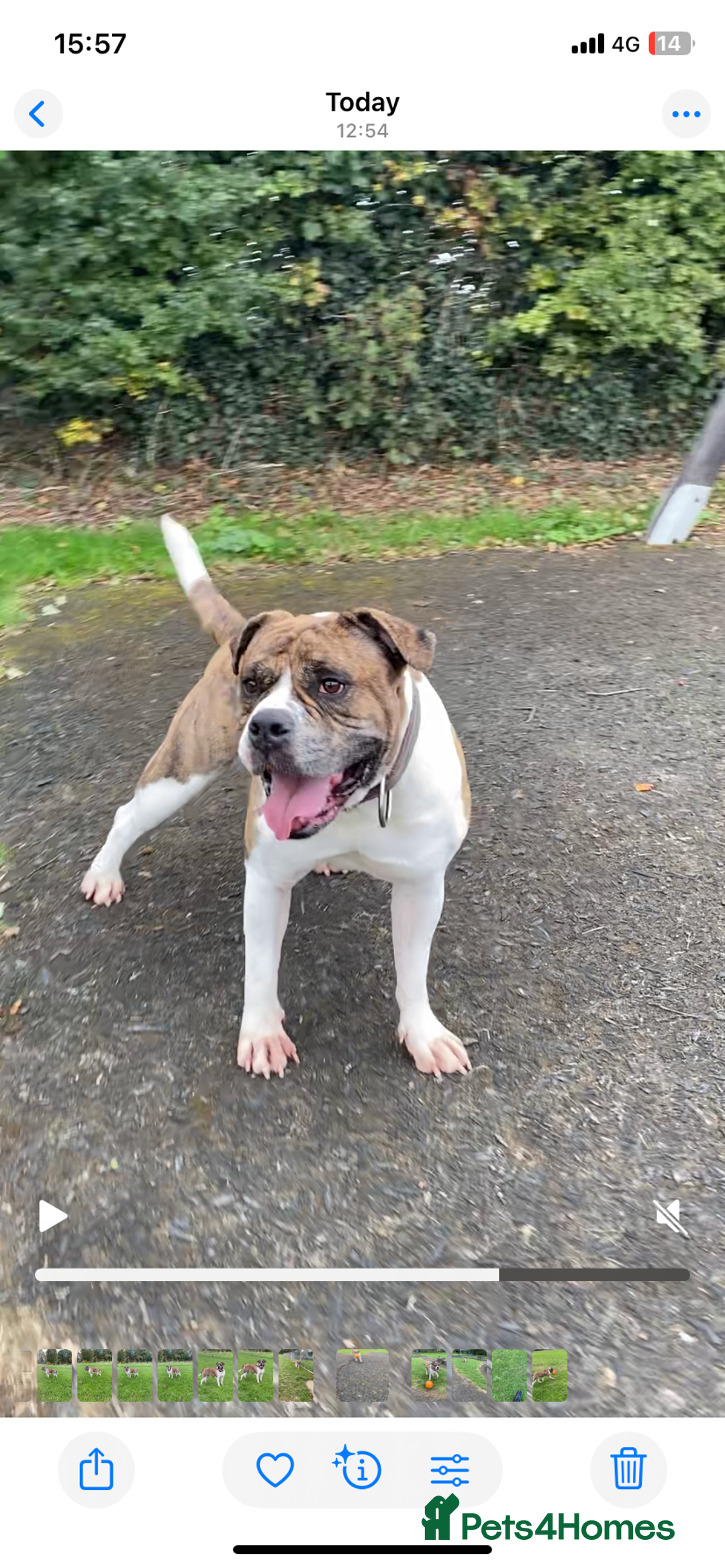 Alapaha Blue Blood Bulldog dogs for sale: TOP QUALITY PURE ALAPAHA BULLDOGS - Advert 36