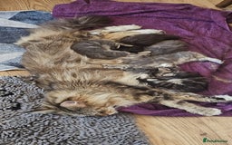 Maine Coon cats for sale: Maine Coon kittens  - Image 6