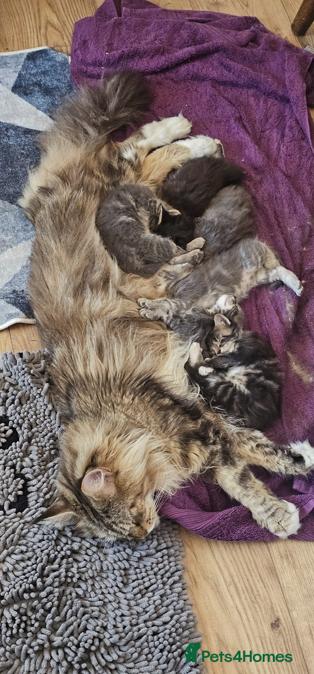 Maine Coon cats for sale: Maine Coon kittens  - Image 6
