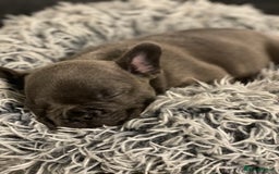 French Bulldog dogs for sale: 6 French bull dogs  - Advert 10