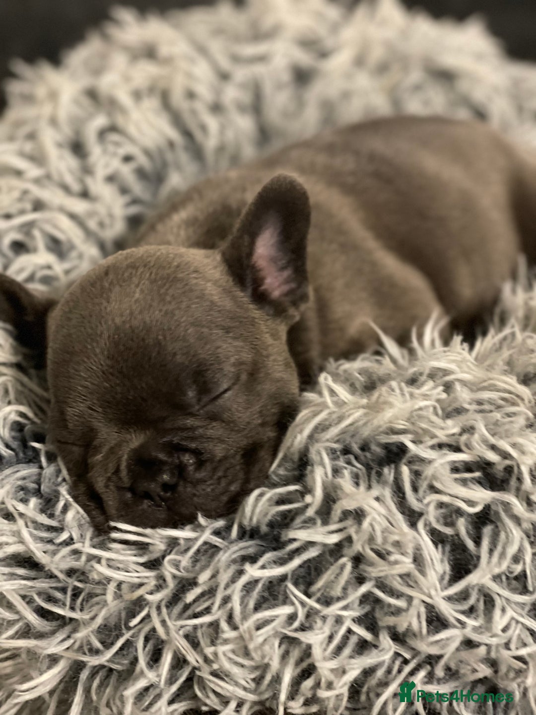French Bulldog dogs for sale: 6 French bull dogs  - Advert 10