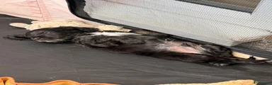 Cockapoo 1