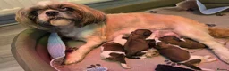 Shih Tzu dogs for sale: KC reg CUTE SHIH TZU BOY PUPPIES - Advert 13