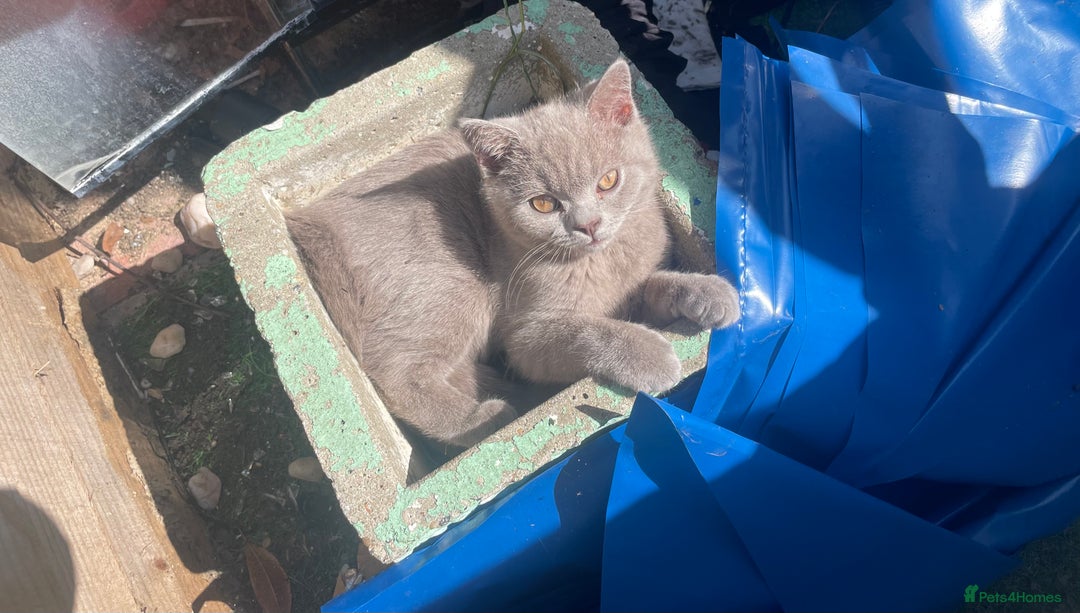 British Shorthair cats for sale: British short hair  - Image 5