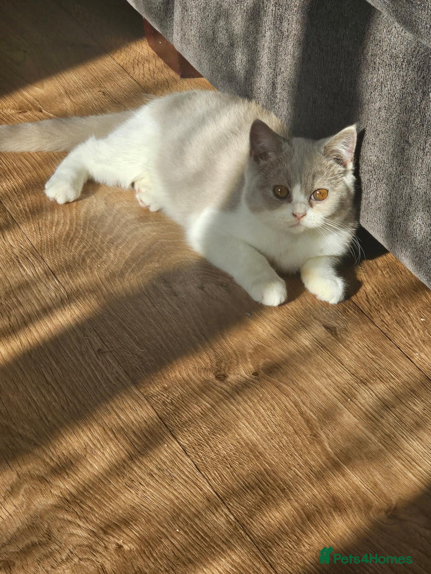 British Shorthair cats Siblings - Advert 6