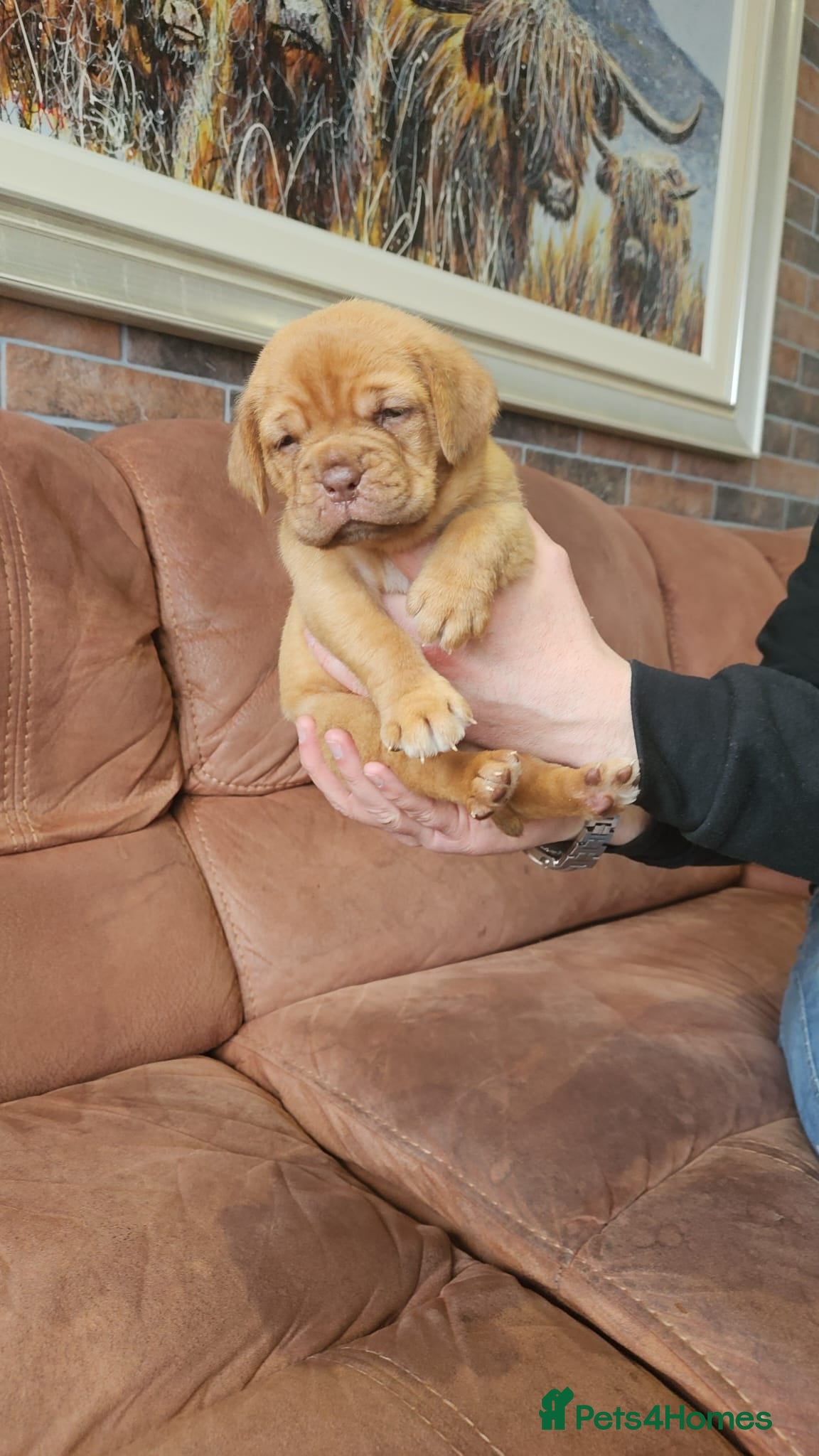 Dogue De Bordeaux dogs Dogue De Bordeaux Puppies  - Advert 5