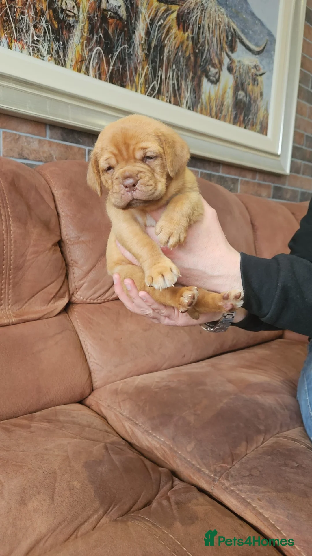 Dogue De Bordeaux dogs for sale: Dogue De Bordeaux Puppies  - Advert 1