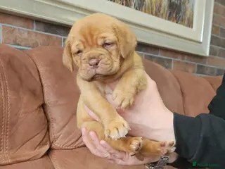 Dogue De Bordeaux dogs Dogue De Bordeaux Puppies - Advert 5