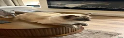 Ragdoll cats for sale: ragdoll x  - Advert 9