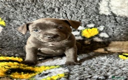 Staffordshire Bull Terrier dogs for sale: Adorable KC Reg/Health Tested SBT Puppies - Image 14