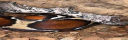 Boa Snake reptiles for sale: True Guyanese red tail (BCC) Boa with viv  - Advert 3