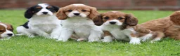 Cavapoo dogs for sale: Beautiful Cavapoo puppies for sale - Advert 18