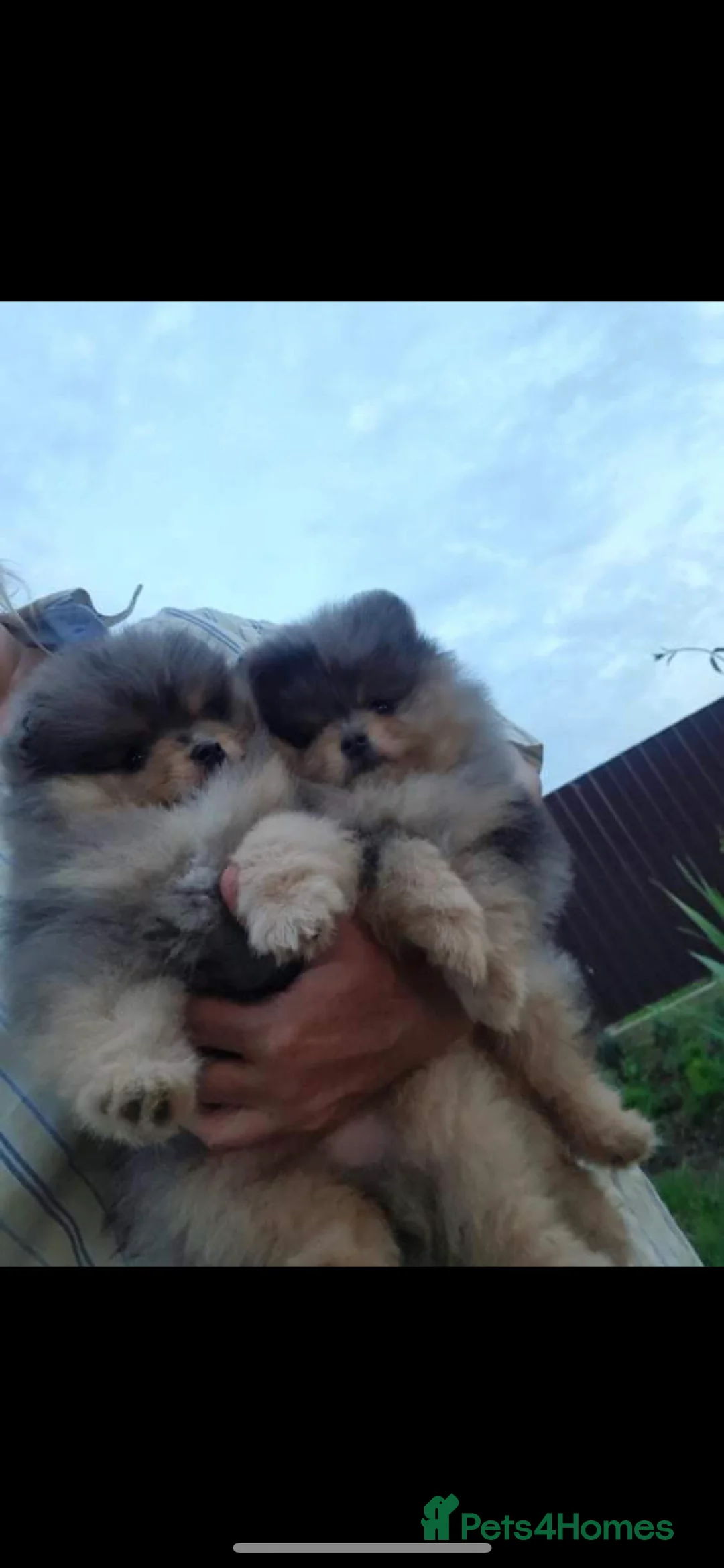 Pomeranian dogs for stud: Pomeranian for stud  in Nottingham - Advert 6