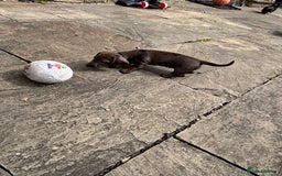 Miniature Dachshund dogs for sale: KC miniature Daschunds    - Image 4