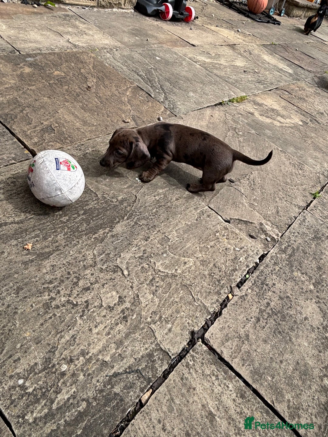 Miniature Dachshund dogs for sale: KC miniature Daschunds    - Image 4