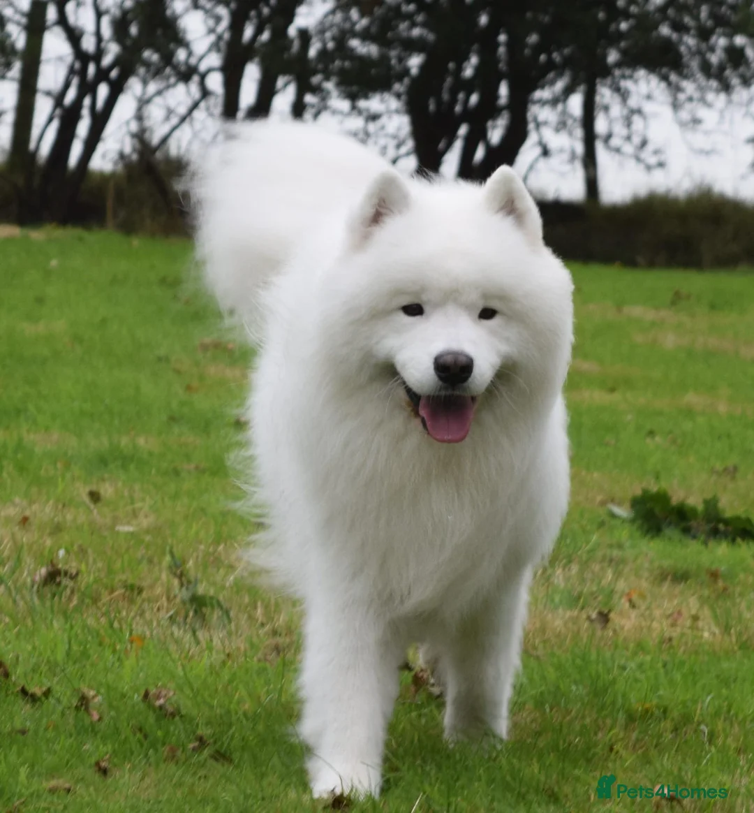 Samoyed dogs for sale: RKC Samoyed Puppies – Champion Bloodlines - Advert 20