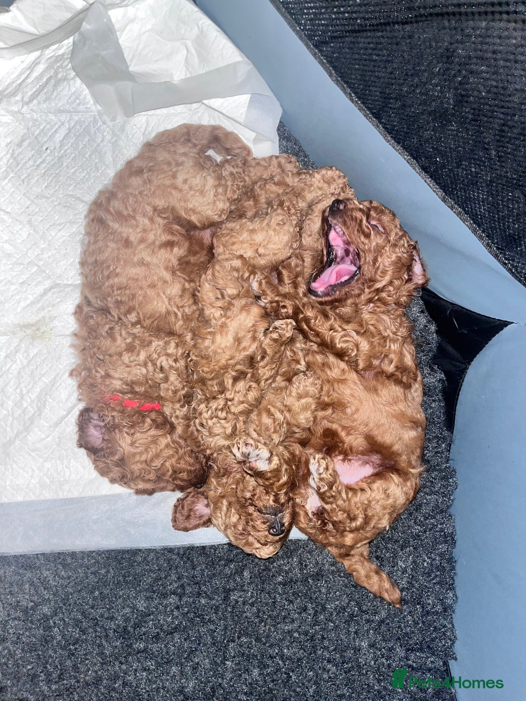 Toy Poodle dogs for sale: Perfect red toy poodle girl needs forever family - Image 6