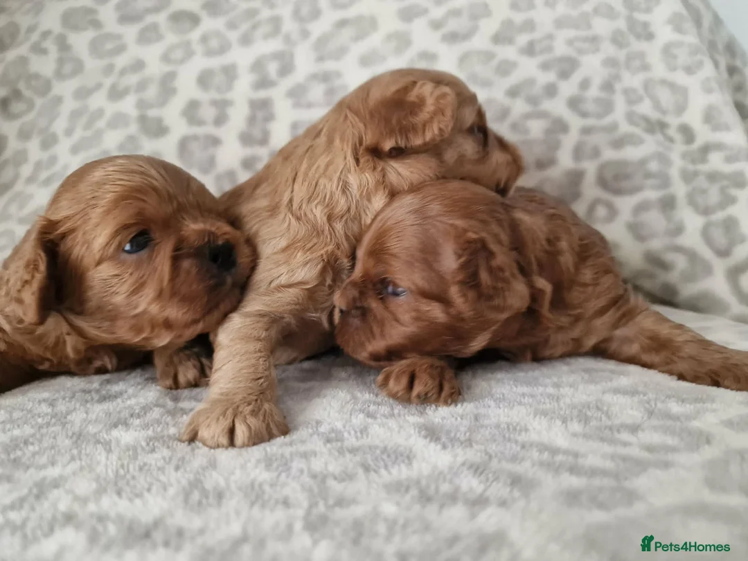 Cavapoo dogs for sale: Quality F1 Cavapoos - Advert 4
