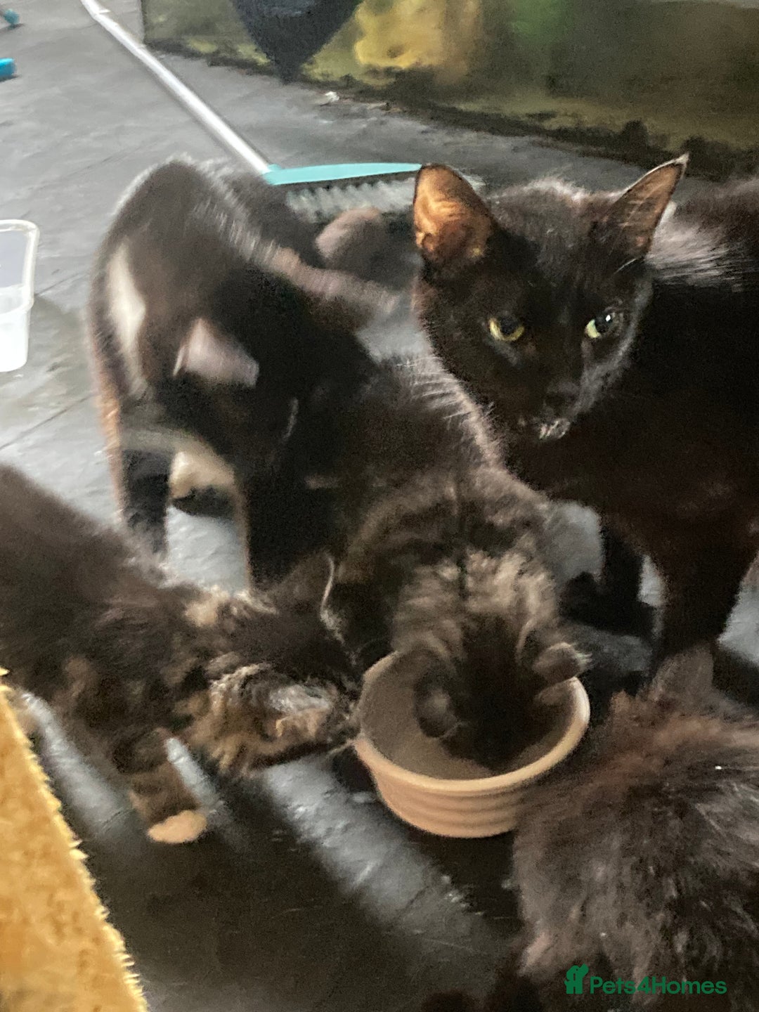 Mixed Breed cats for sale: Tabby and grey kittens  - Image 2