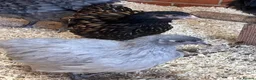 Chickens poultry for sale: Chickens various breeds - Advert 4