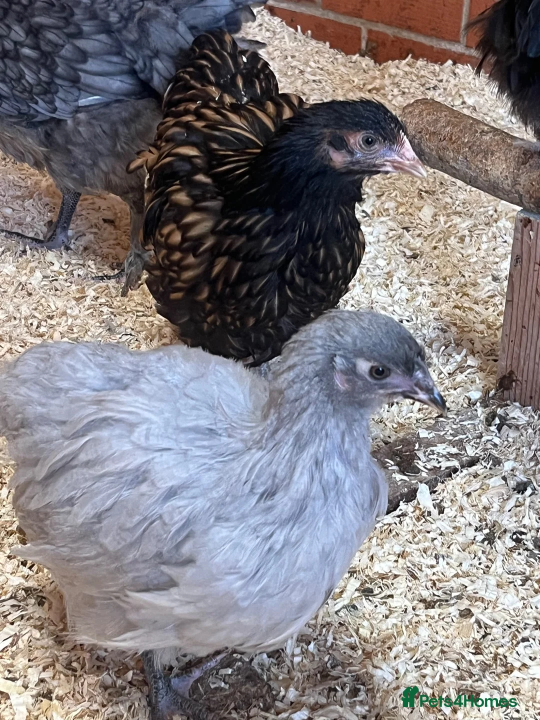 Chickens poultry for sale: Chickens various breeds - Advert 4