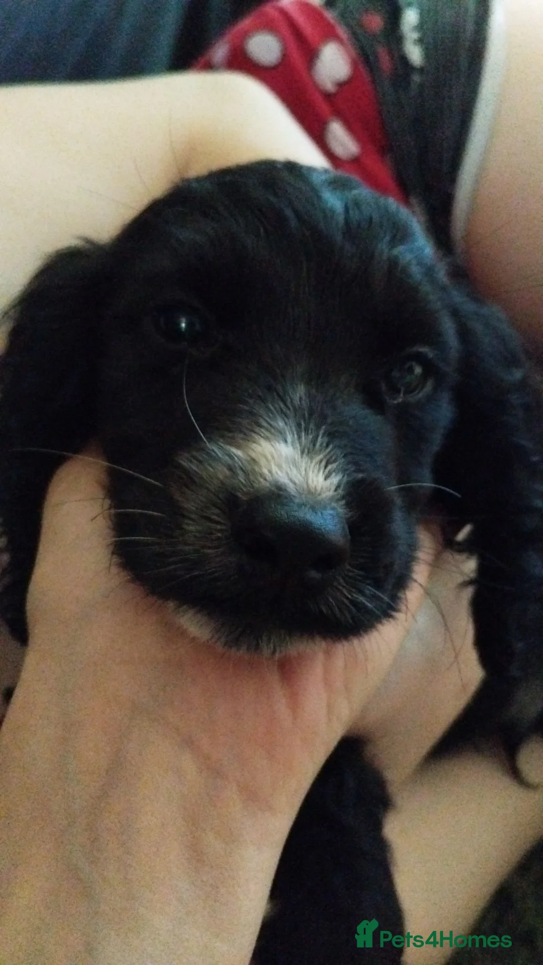 Cocker Spaniel dogs for sale: Last boy  - Advert 2