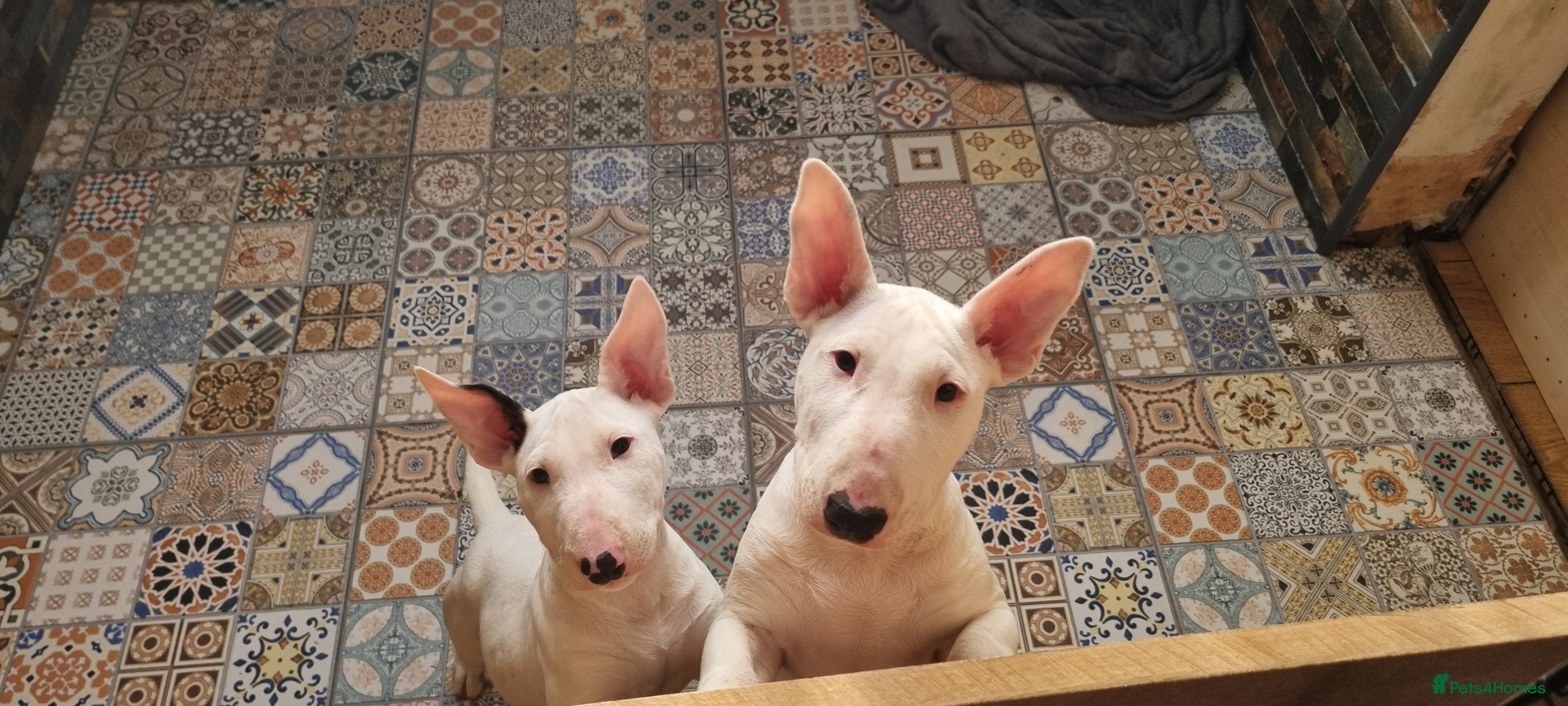 English Bull Terrier dogs Last  Bull Terrier pup ready to go - Advert 1