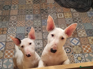 English Bull Terrier dogs Beautiful k.c reg bully pups ready to go - Advert 1