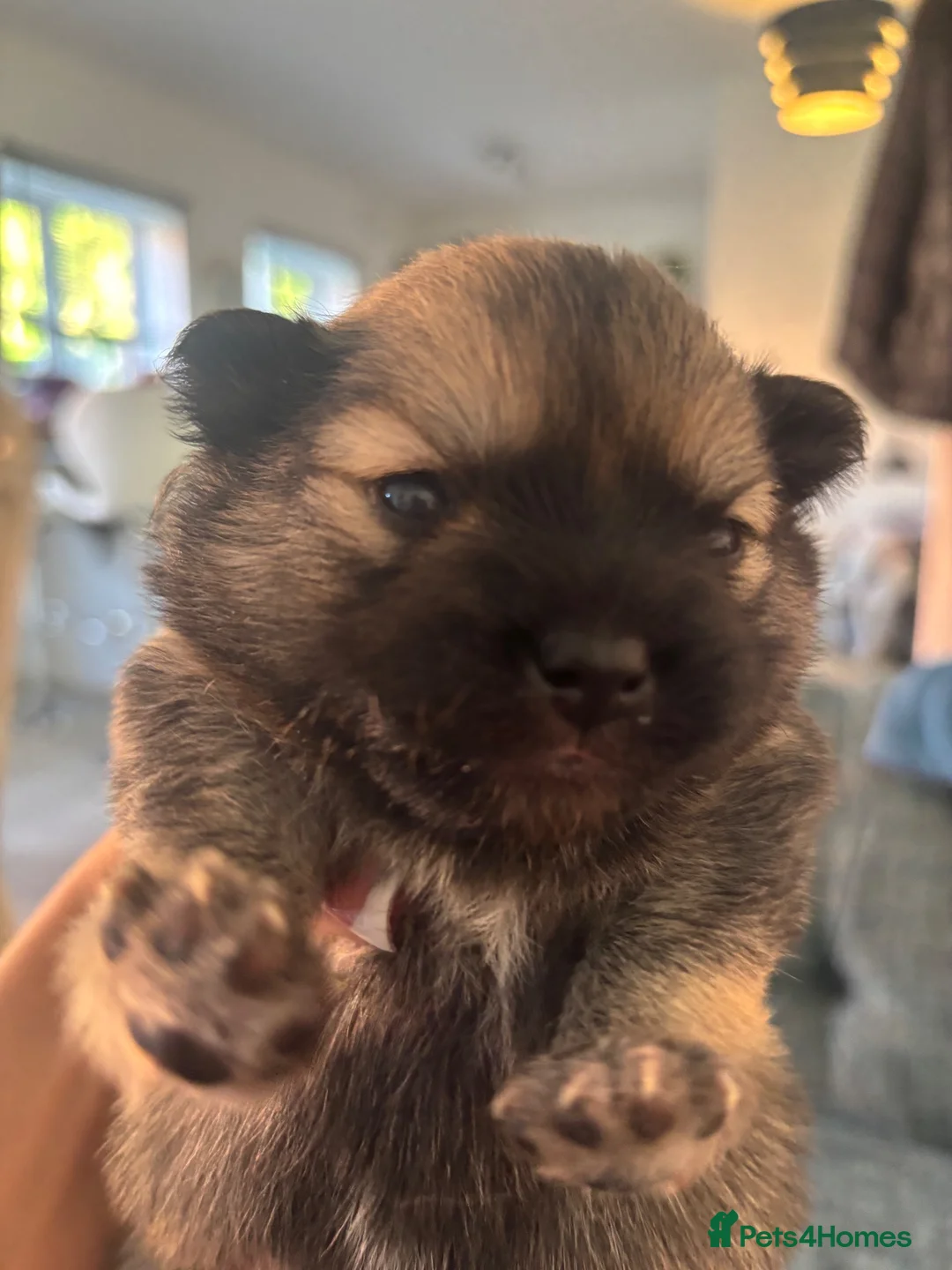 Pomeranian dogs for sale: Gorgeous litter of Pom puppy's  in Kettering - Advert 14