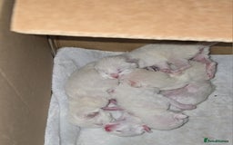Mixed Breed cats for sale: Blue point and blue lynx ragdoll kittens - Image 4