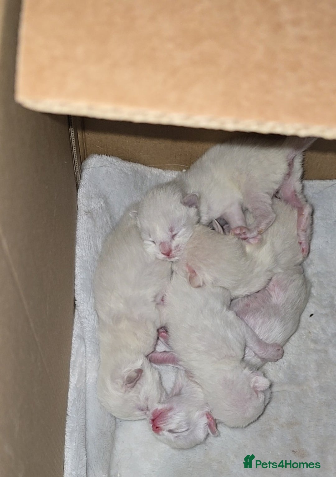 Mixed Breed cats for sale: Blue point and blue lynx ragdoll kittens - Image 4