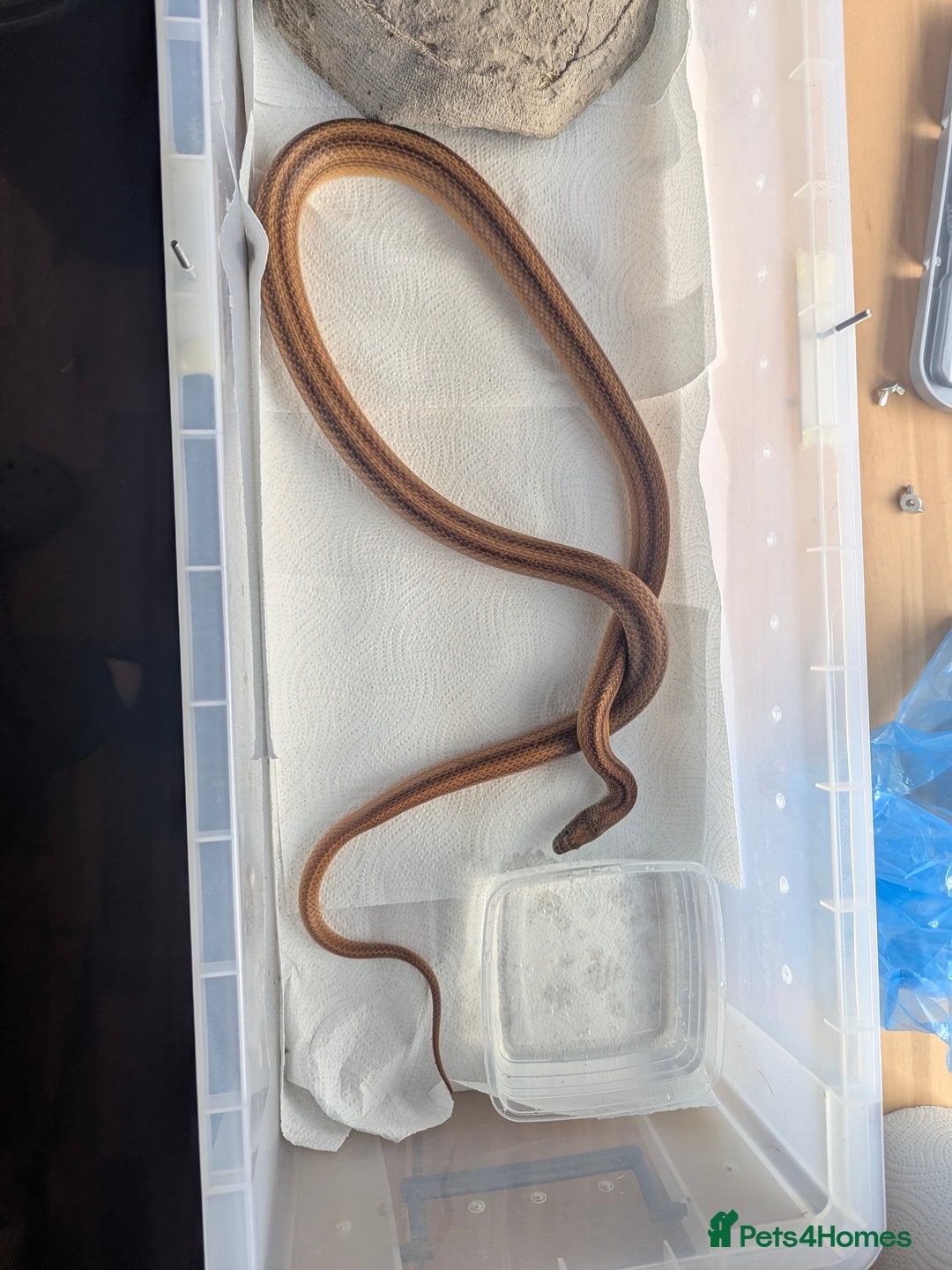 Corn Snake reptiles for sale: Trio of Happy Corn Snakes Seeking New Homes - Advert 3
