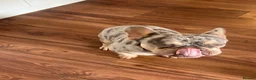 French Bulldog dogs for stud: Merle puppies from cooper - Advert 3