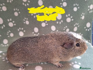 Guinea Pig rodents - Advert 25