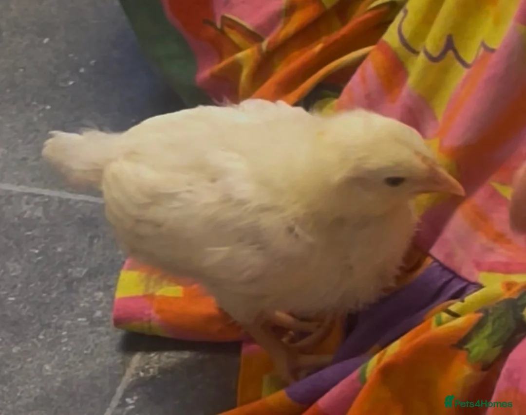Chickens poultry for sale: White leghorn chicks in Sheffield - Advert 2