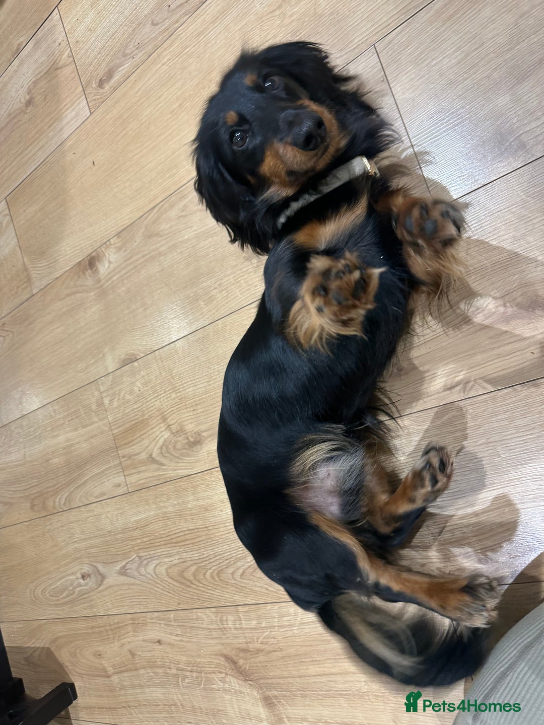 Dachshund dogs for sale: 1 year old male looking for forever home  - Advert 3