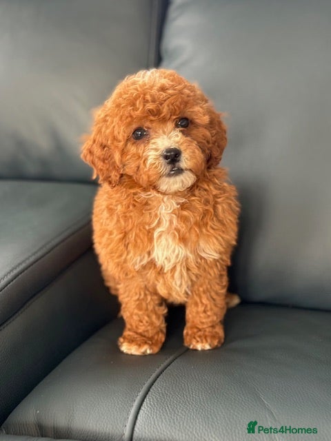 Cavapoo dogs F1 cavapoo puppy's  - Advert 2