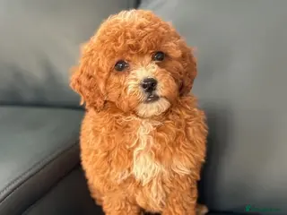 Cavapoo dogs F1 cavapoo puppy's - Advert 2