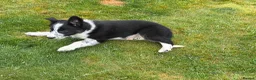 Border Collie dogs for sale: Border collie in Denbigh - Advert 5