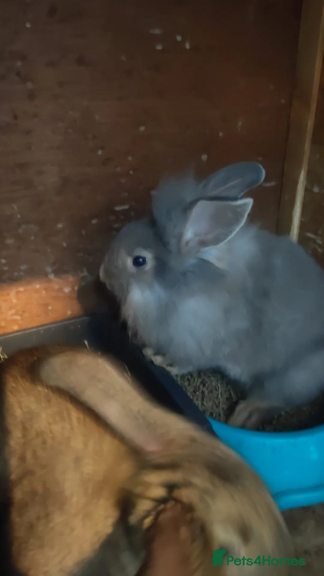 Lionhead rabbits for sale: Lion head babies 8 weeks  - Advert 1